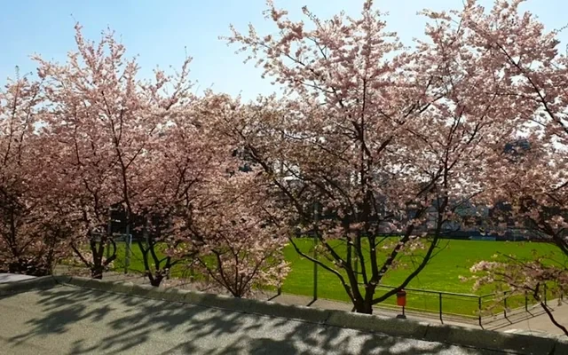 Rossstrasse 2