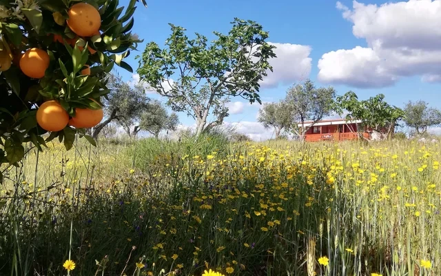CASA DA MINA - Cozy Eco-Lodge in private sustainable family property amidst nature in Baixo-Alentejo Inland - PORTUGAL 4