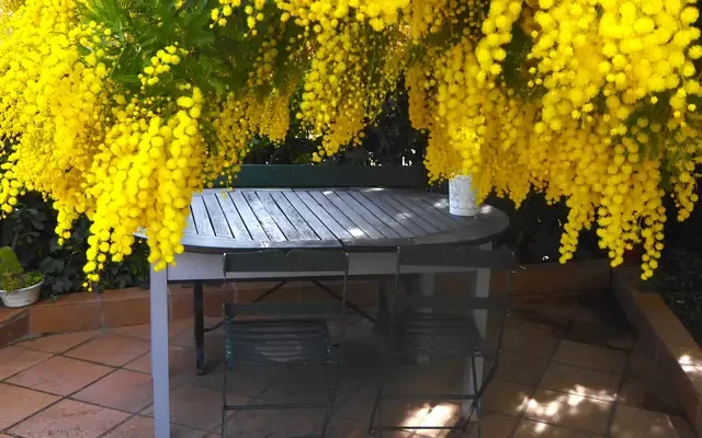 studio near Passeig Font 0