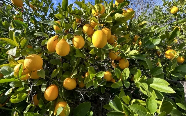 洛杉矶罗兰岗半山别墅雅房一间出租（限男生） 2